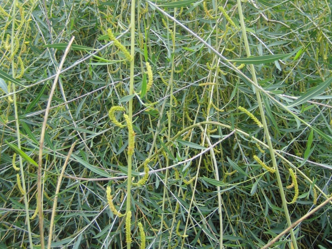 Ива Ледебура (Salix Ledebouriana)
